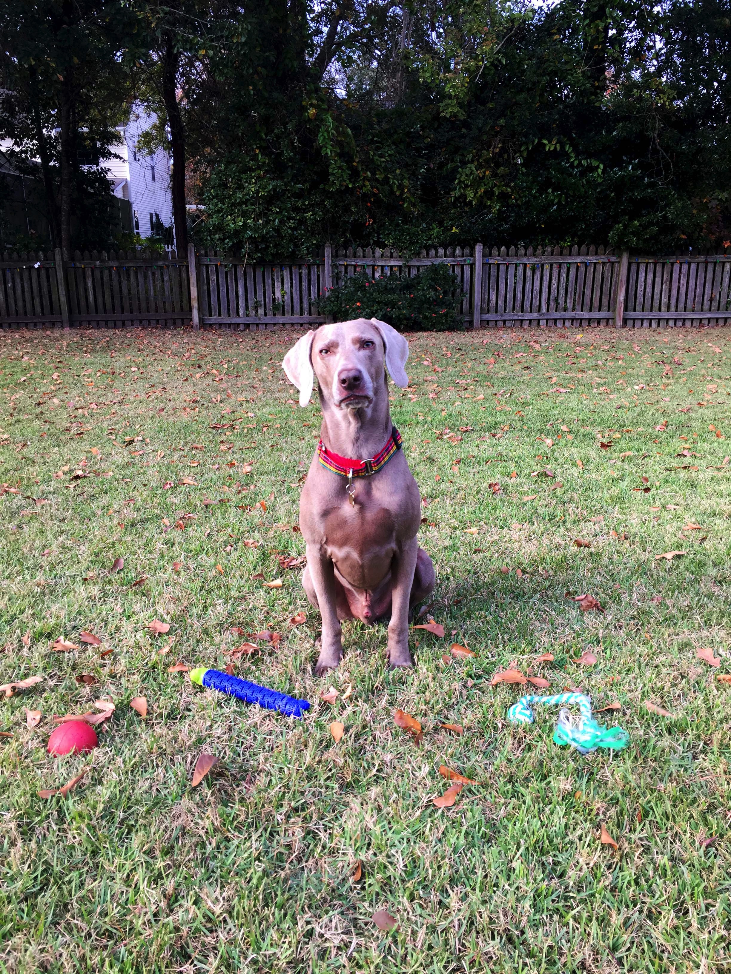 Finn the Weimaraner surrounded by all of his toys