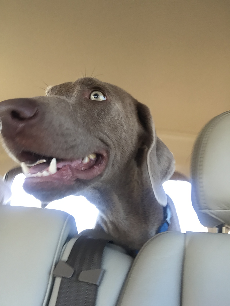 Finn the Weimaraner enjoying a ride with the wind in his ears