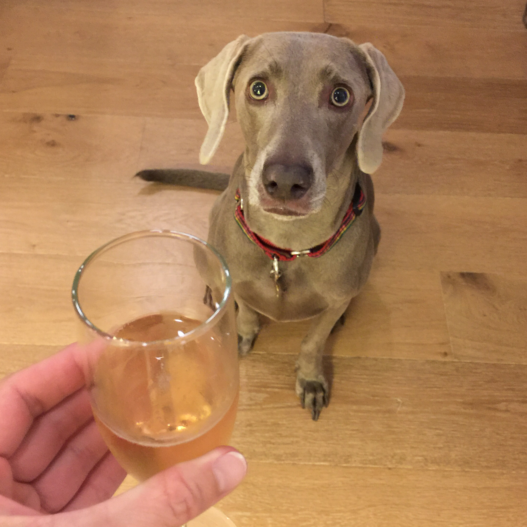 Raising a glass to toast the New Year