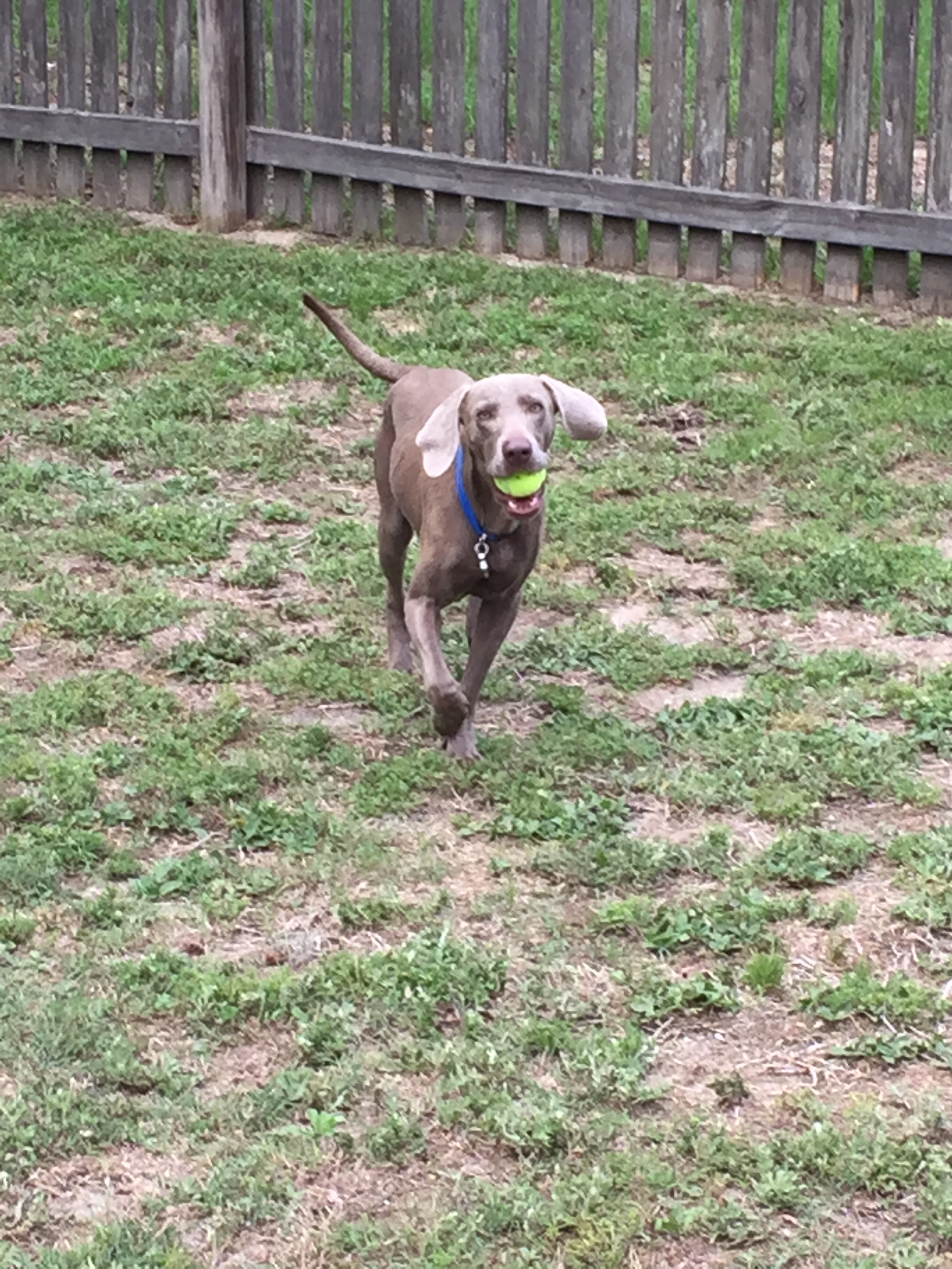 Finn the Weimaraner as a young puppy