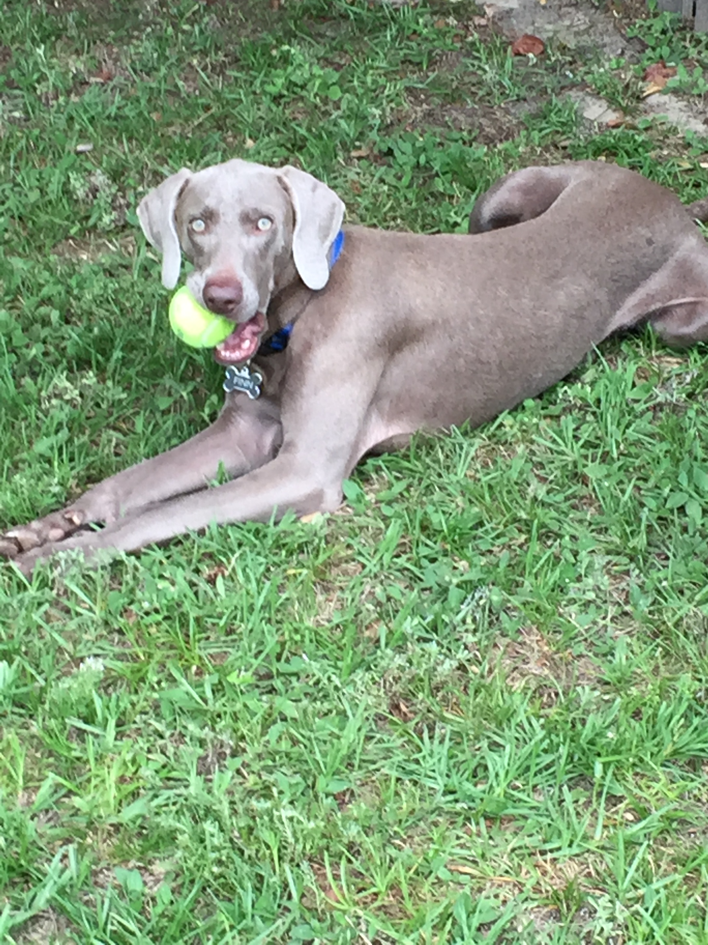 A young Finn the Weimaraner puppy