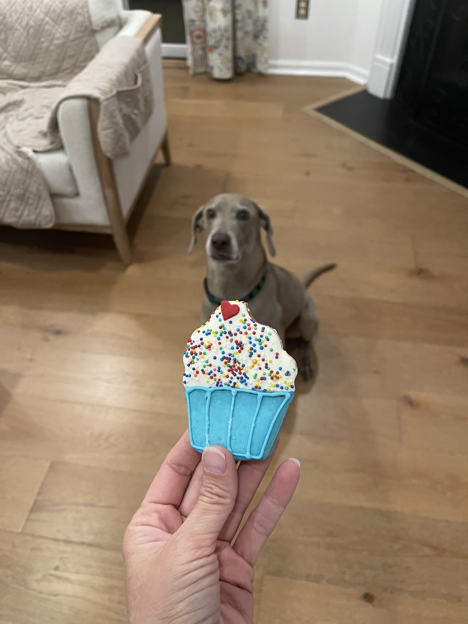 Finn the Weimaraner celebrating his birthday