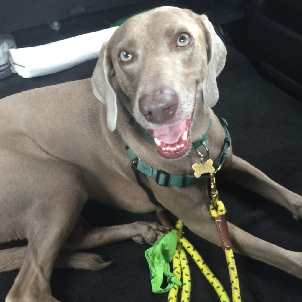 Finn the Weimaraner smiling in the trunk of a car surrounded by leashes