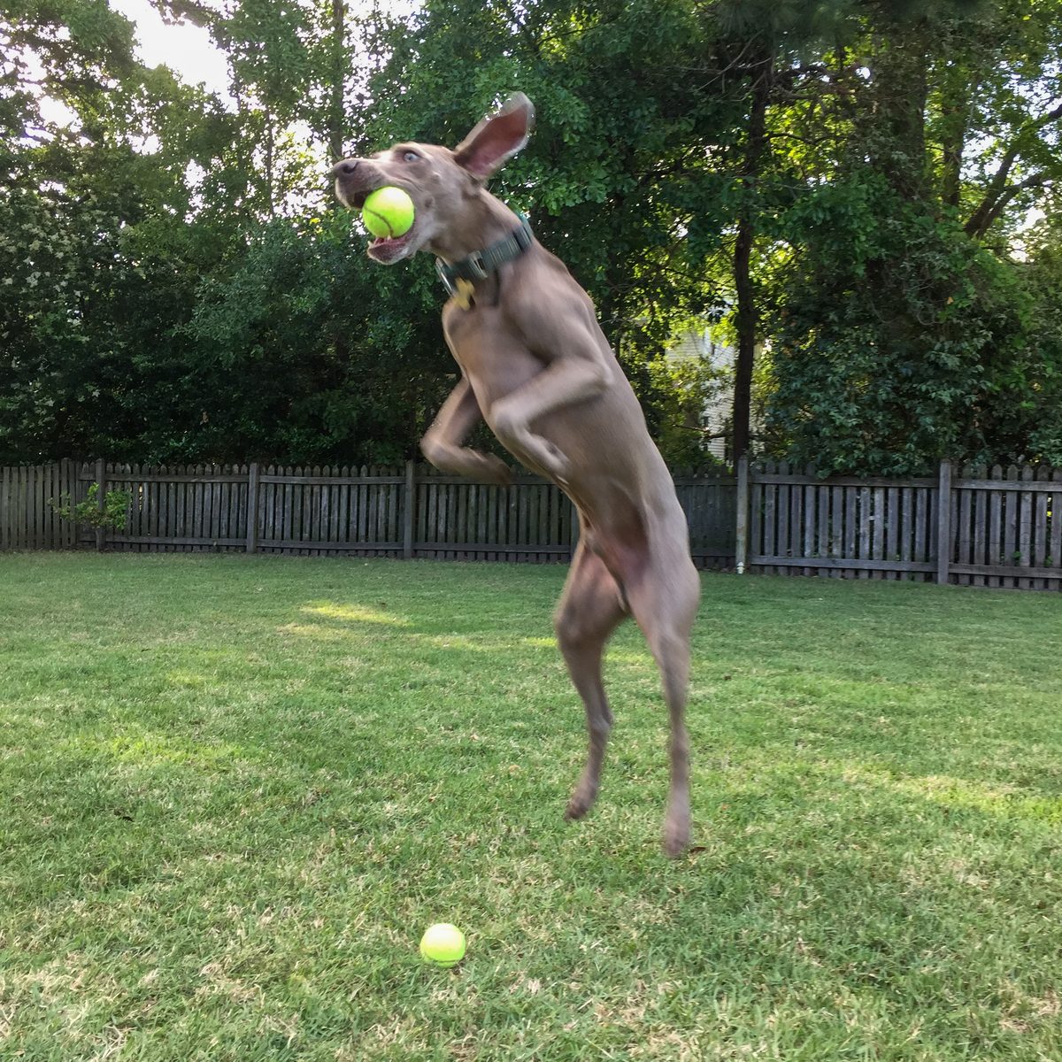 Finn the Weimaraner jumping to catch a tennis ball in the backyard