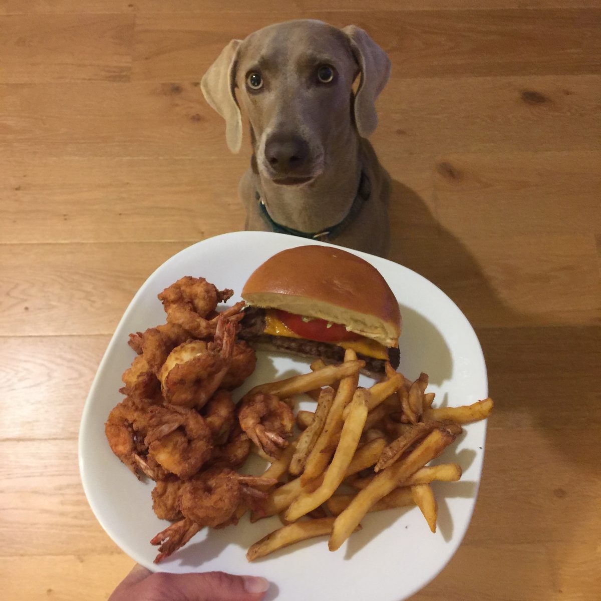 Finn the Weimaraner staring at a plate of cheeseburger, shrimp, and fries
