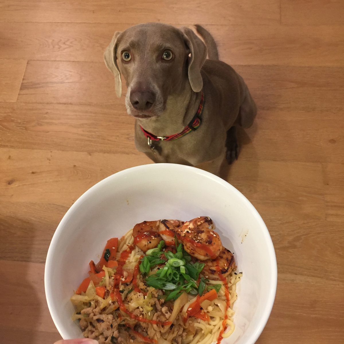 Finn the Weimaraner staring at a bowl of noodles topped with shrimp and scallions