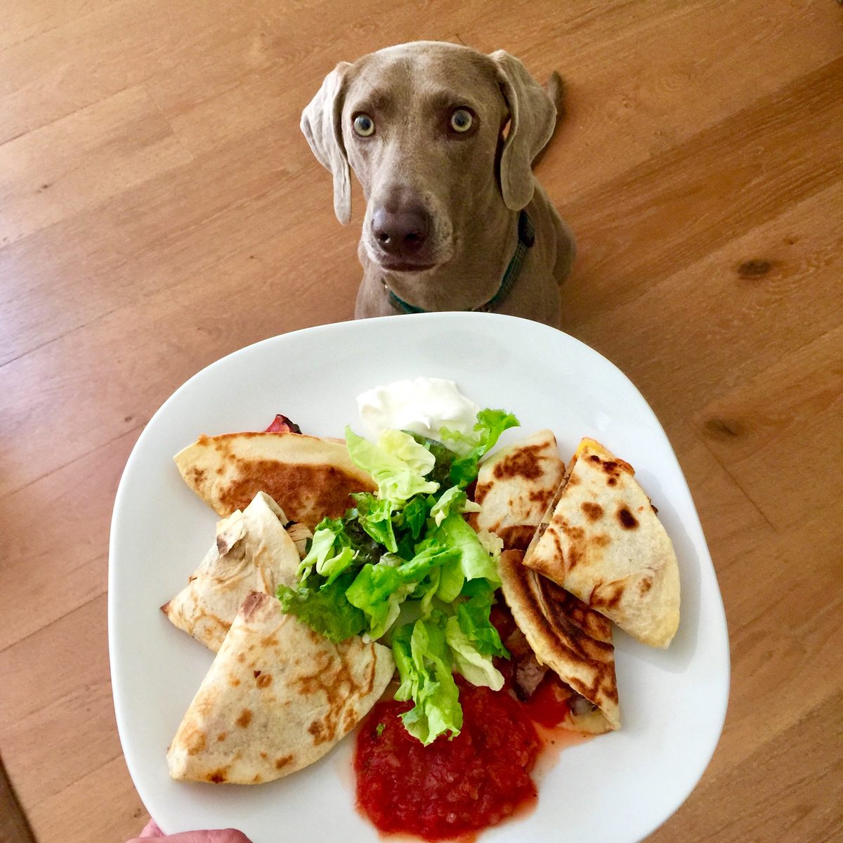 Finn the Weimaraner staring at a plate of quesadillas with salsa and sour cream