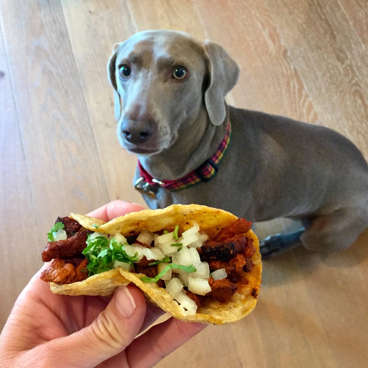 Finn the Weimaraner staring at a street taco with onion and cilantro