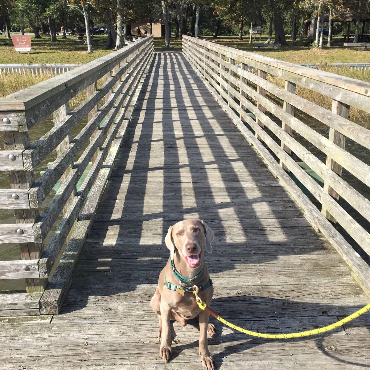 Finn the Weimaraner sitting on a wooden boardwalk bridge over water