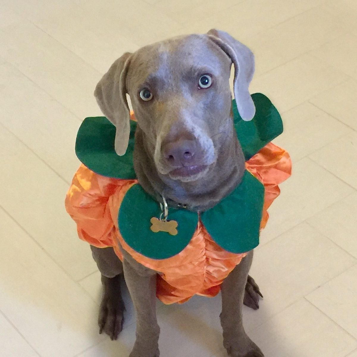 Finn the Weimaraner sitting indoors in an orange and green pumpkin costume