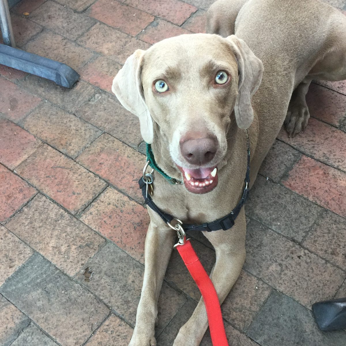 Finn the Weimaraner sitting on a brick patio with a red leash