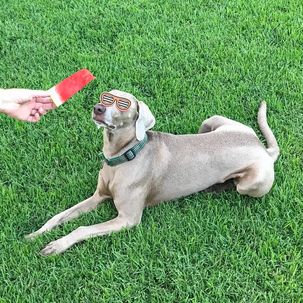 Finn the Weimaraner lying in the grass being offered a watermelon slice, wearing cartoon sunglasses