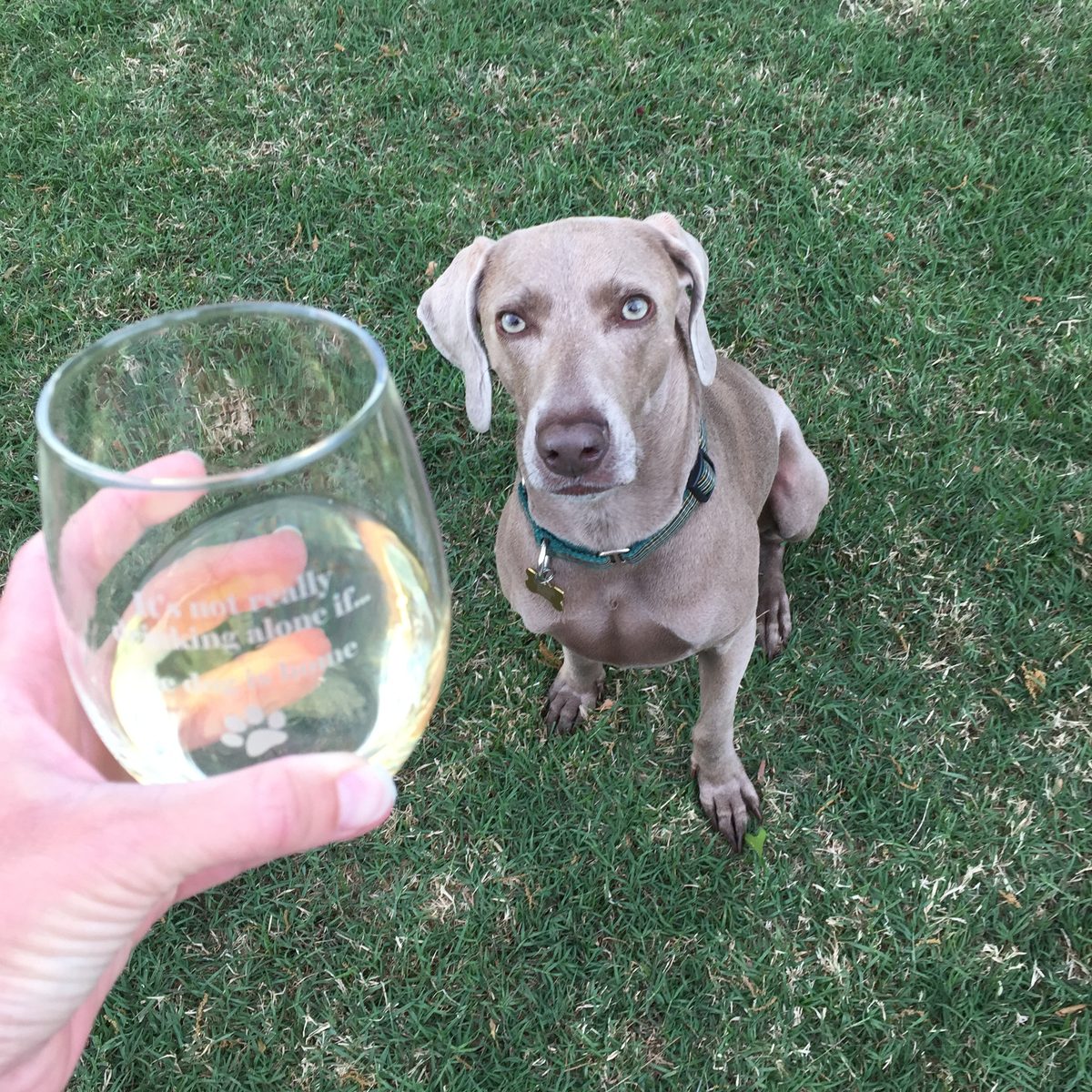 Finn the Weimaraner sitting in the grass next to a wine glass with a funny quote
