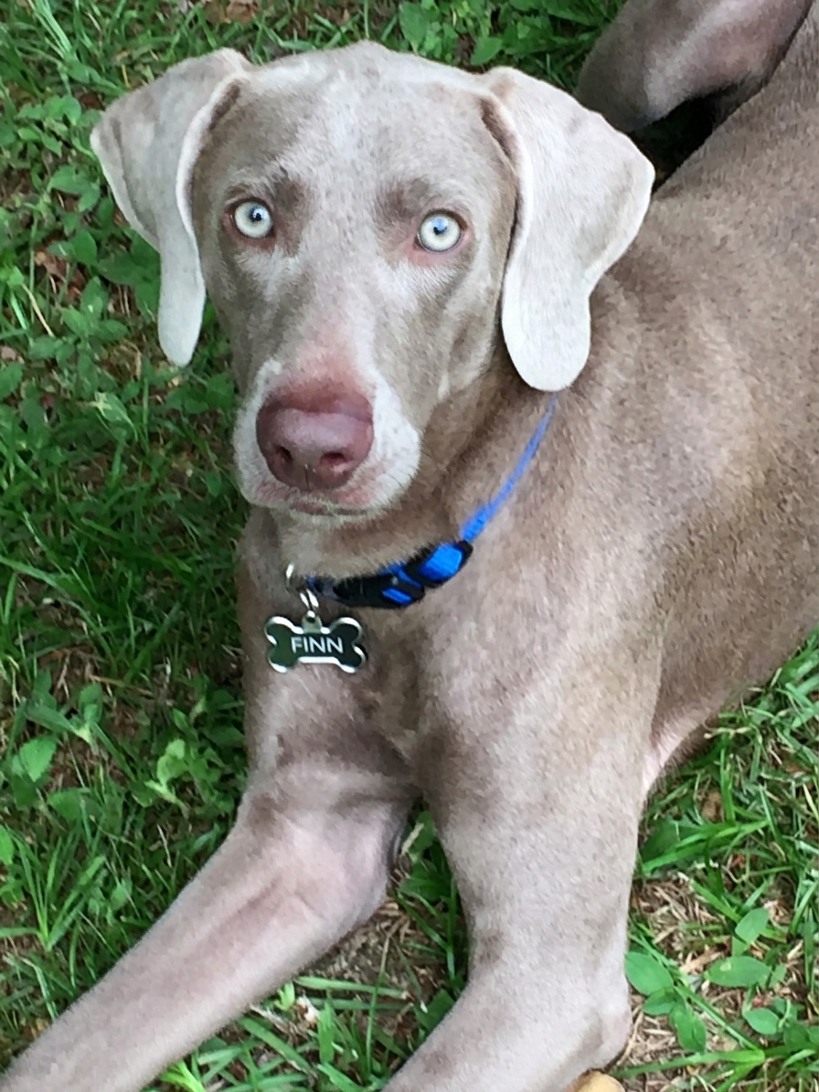 Close-up of Finn the Weimaraner's striking eyes