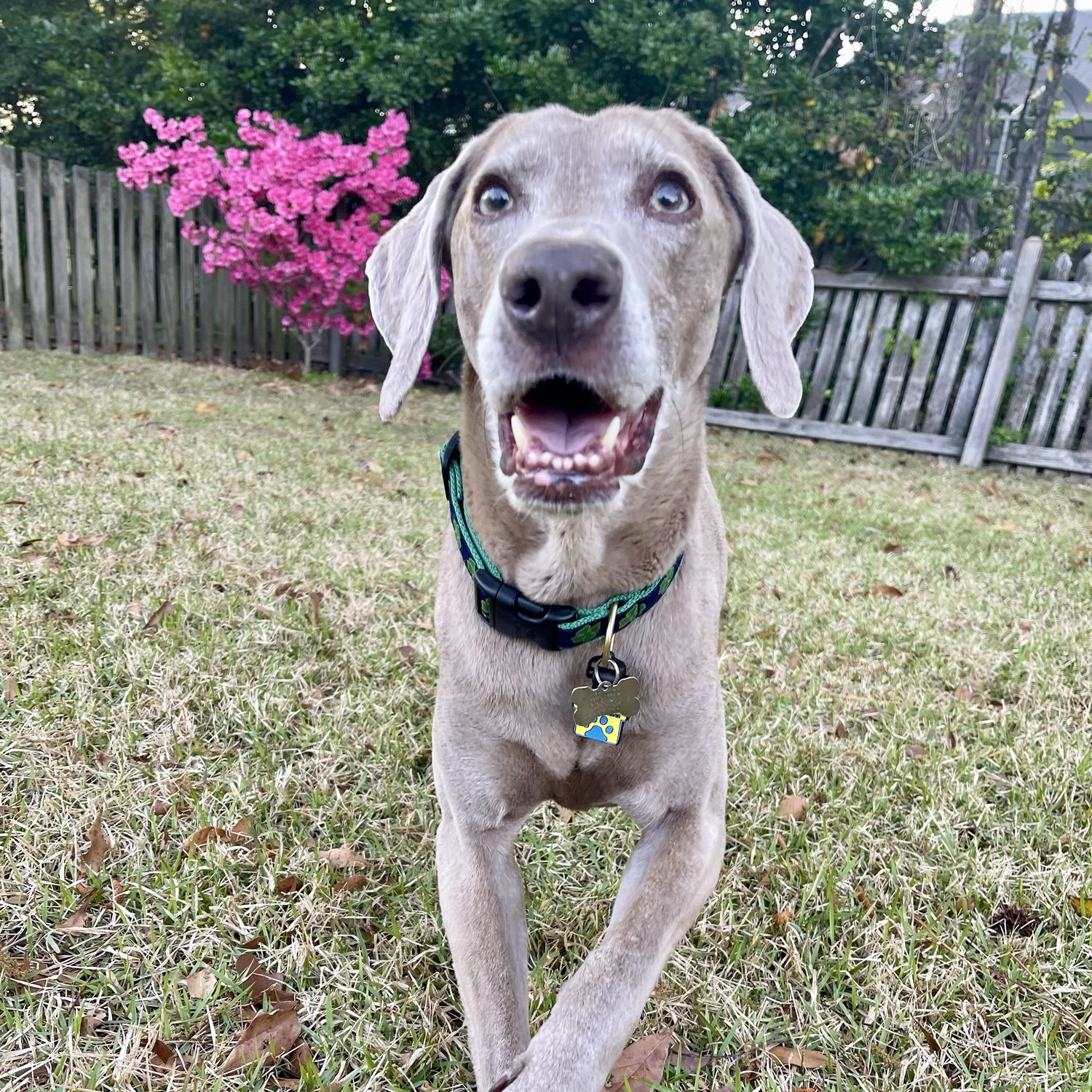 Finn the Weimaraner looking handsome